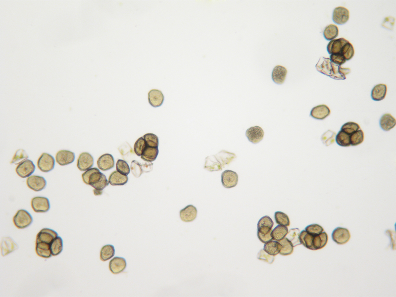 Notothylas orbicularis